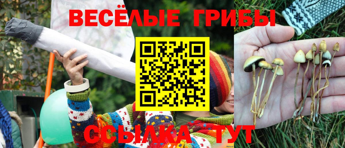 Псилоцибиновые грибы Psilocybe  как найти наркотики  Заринск  Вход с VPN 